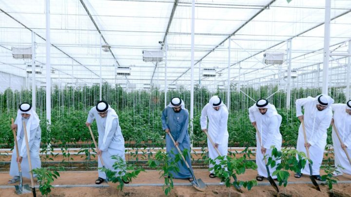 UAE-Farm.jpg